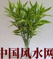延安十二生肖养什么植物最旺财运？你知道吗！
